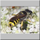 Ectemnius cavifrons - Grabwespe w01b 14mm - Tecklenburg-Habichtswald det.jpg